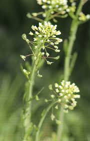 Attēlu rezultāti vaicājumam “Capsella bursa-pastoris fruit”