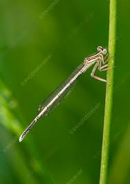 Attēlu rezultāti vaicājumam “Platycnemis pennipes female”