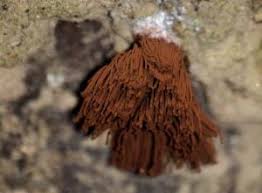 Attēlu rezultāti vaicājumam “Stemonitis herbatica young”