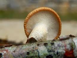 Attēlu rezultāti vaicājumam “Polyporus ciliatus”