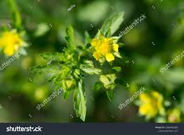 Attēlu rezultāti vaicājumam “Potentilla supina flower”