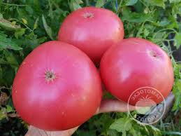 Afbeeldingsresultaat voor stump of the world tomato