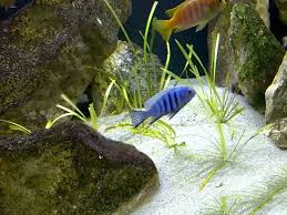 Risultati immagini per cynotilapia pulpican