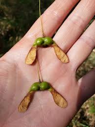 Attēlu rezultāti vaicājumam “Acer saccharinum fruit”