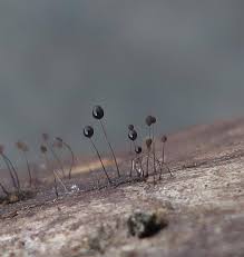 Attēlu rezultāti vaicājumam “Comatricha nigra spores”