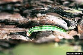 Attēlu rezultāti vaicājumam “Panolis flammea”