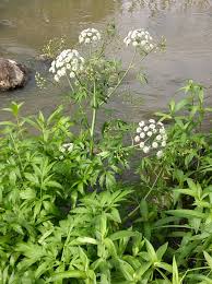 Attēlu rezultāti vaicājumam “Cicuta virosa”