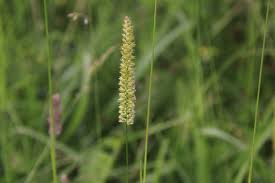 Attēlu rezultāti vaicājumam “Cynosurus cristatus fruit”