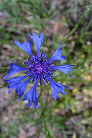 Attēlu rezultāti vaicājumam “Cyanus segetum flower”