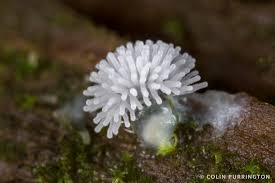 Attēlu rezultāti vaicājumam “Ceratiomyxa fruticulosa”