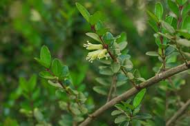 Attēlu rezultāti vaicājumam “Lonicera caerulea var. pallasii leaf”