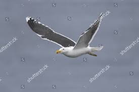 Attēlu rezultāti vaicājumam “Larus marinus adult”