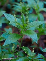 Attēlu rezultāti vaicājumam “Mercurialis perennis bud”