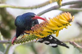 Image result for hoepoe