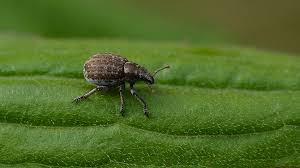 Attēlu rezultāti vaicājumam “Philopedon plagiatum”