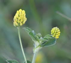 Attēlu rezultāti vaicājumam “Medicago lupulina bud”