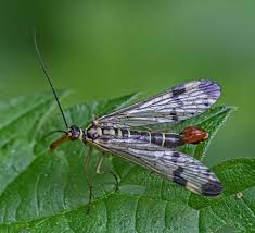 Attēlu rezultāti vaicājumam “Hemerobius perelegans”