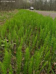 Attēlu rezultāti vaicājumam “Equisetum arvense”