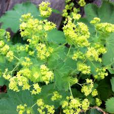 Attēlu rezultāti vaicājumam “Alchemilla vulgaris aggr. leaf”