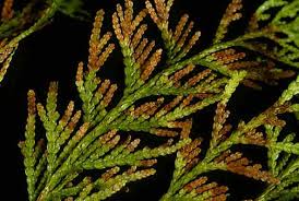 Attēlu rezultāti vaicājumam “Badhamia capsulifera var. arborea”