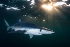 Image result for Prionace glauca