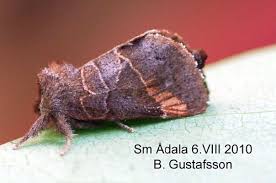 Attēlu rezultāti vaicājumam “Clostera pigra”