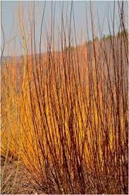 Attēlu rezultāti vaicājumam “Salix myrsinifolia”