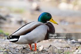 Attēlu rezultāti vaicājumam “Anas platyrhynchos male”