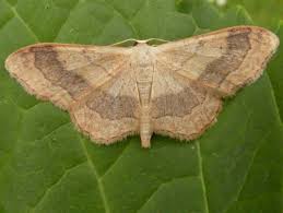 Attēlu rezultāti vaicājumam “Idaea aversata”