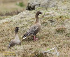 Attēlu rezultāti vaicājumam “Anser brachyrhynchus adult”