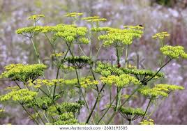 Attēlu rezultāti vaicājumam “Pastinaca sativa subsp. sylvestris flower”