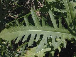 Image result for Dipsacus laciniatus