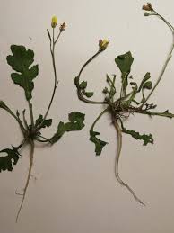 Attēlu rezultāti vaicājumam “Diplotaxis muralis”