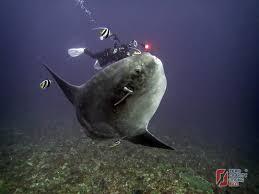 Image result for Mola mola