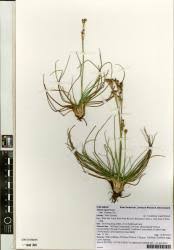 Attēlu rezultāti vaicājumam “Juncus squarrosus”