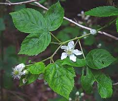 Attēlu rezultāti vaicājumam “Rubus nessensis”