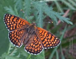 Attēlu rezultāti vaicājumam “Melitaea cinxia underside”