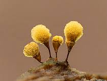 Attēlu rezultāti vaicājumam “Hemitrichia calyculata”