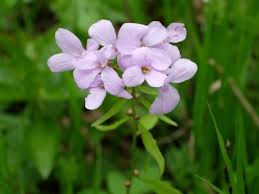 Attēlu rezultāti vaicājumam “Cardamine bulbifera leaf”