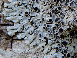 Attēlu rezultāti vaicājumam “Physcia aipolia”