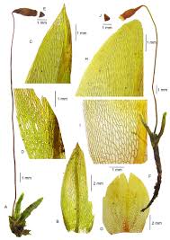 Attēlu rezultāti vaicājumam “Bryum pallescens”
