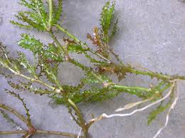 Attēlu rezultāti vaicājumam “Najas minor”