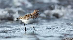 Attēlu rezultāti vaicājumam “Calidris alba adult”