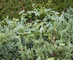 Attēlu rezultāti vaicājumam “Calystegia sepium fruit”