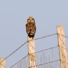 Image result for Clyde Valley Predators