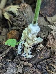 Attēlu rezultāti vaicājumam “Sebacina incrustans”