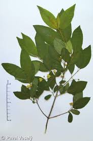 Attēlu rezultāti vaicājumam “Euonymus europaeus leaf”