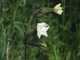 Attēlu rezultāti vaicājumam “Silene latifolia subsp. alba flower”