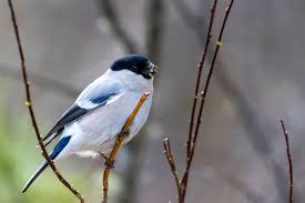 Attēlu rezultāti vaicājumam “Pyrrhula pyrrhula male”