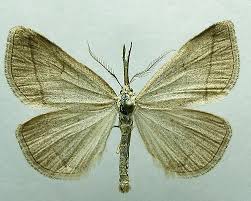 Attēlu rezultāti vaicājumam “Polypogon tentacularius”